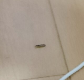最近 家の中で黒い虫が出るようになりました ですので 気になって リビン Yahoo 知恵袋