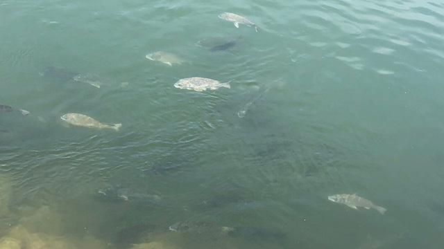 浅瀬にいる魚を教えてください 写真はないんですが灰色の結構大きい魚 Yahoo 知恵袋