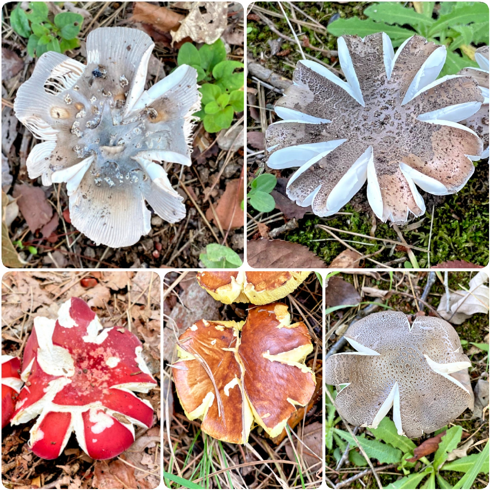 花のような形のキノコを見つけました 調べても出てきません ご存知の Yahoo 知恵袋