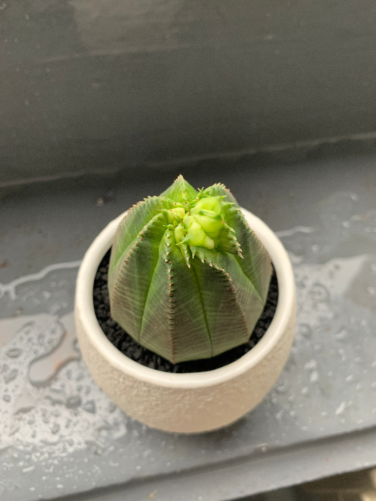 ユーフォルビアオベサについての質問です 購入した当初は まん丸 Yahoo 知恵袋