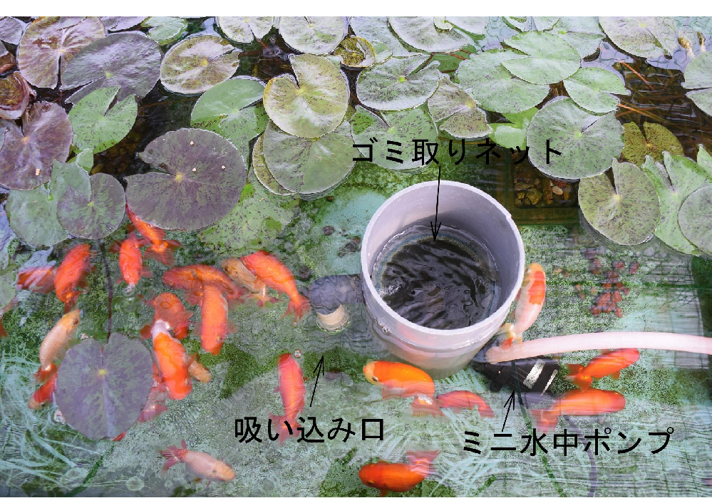 屋外で雨水のみで 金魚を飼育したいのですが 店の人に聞いたら絶対に雨水を Yahoo 知恵袋