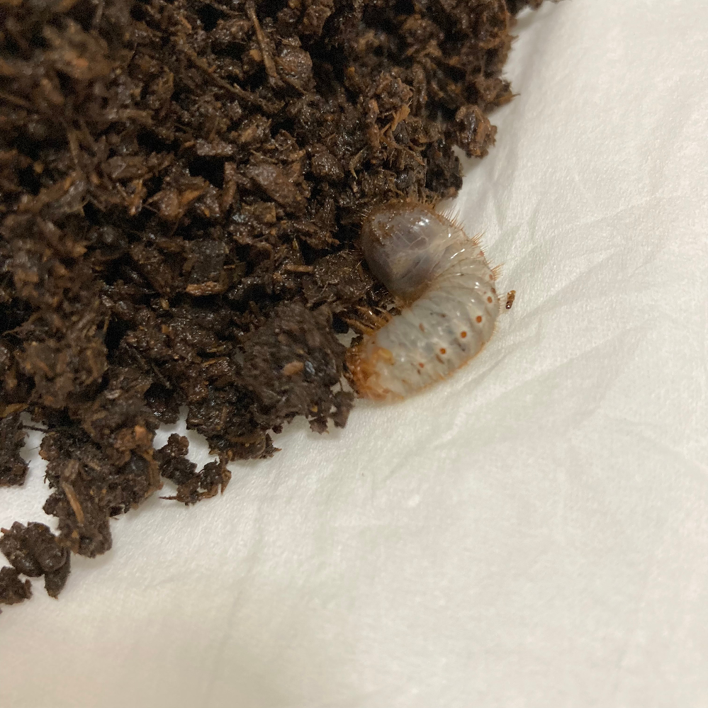カブトムシの幼虫の飼育について 先日野菜を植えようとプランターの土をリセ Yahoo 知恵袋