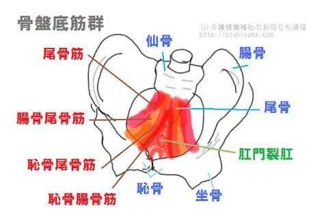 骨盤底筋群といわれる筋肉の名前を教えて 骨盤底筋は 骨盤底 Yahoo 知恵袋