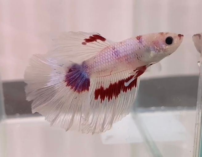 このベタはおぐされ病ですか 最初はクリアだったヒレ先が成長と共にピンクと Yahoo 知恵袋