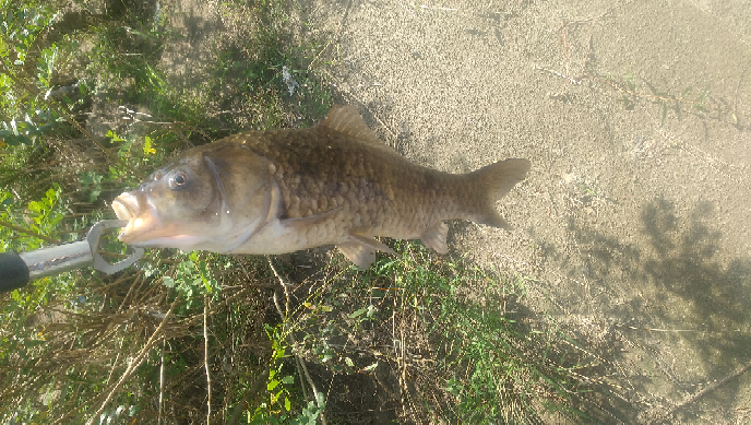 この魚はフナ 鯉 どちらですか ヒゲがないので フナと思 Yahoo 知恵袋