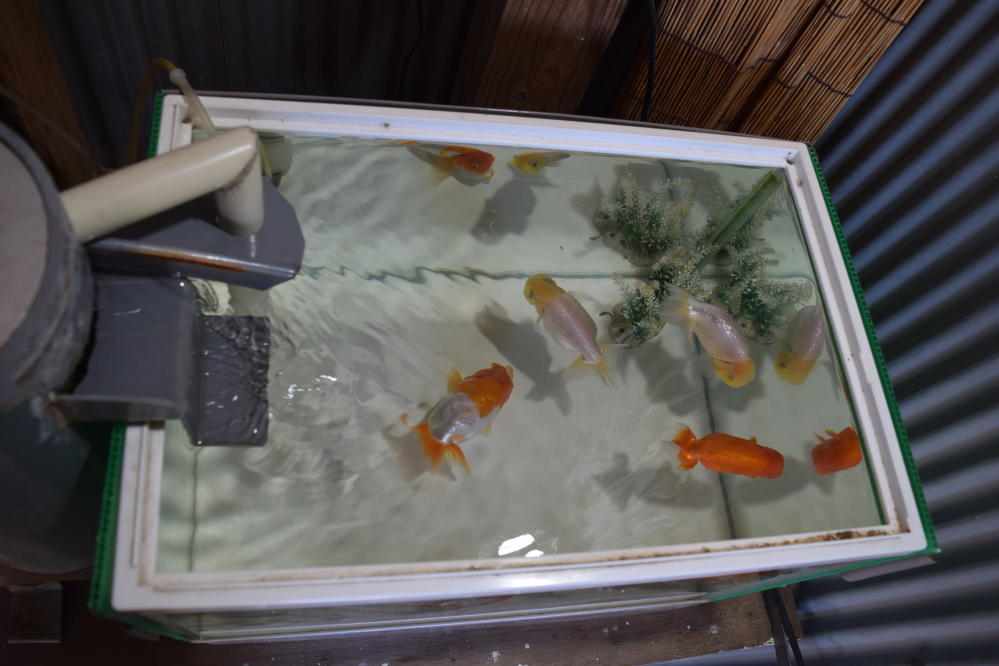 金魚の薬浴 塩浴が終わりました 水槽の水はもちろん フィルター等も全部新 Yahoo 知恵袋