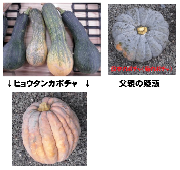 バターナッツかぼちゃの種が異常に小さいのですが カボチャの大きさは1kg Yahoo 知恵袋