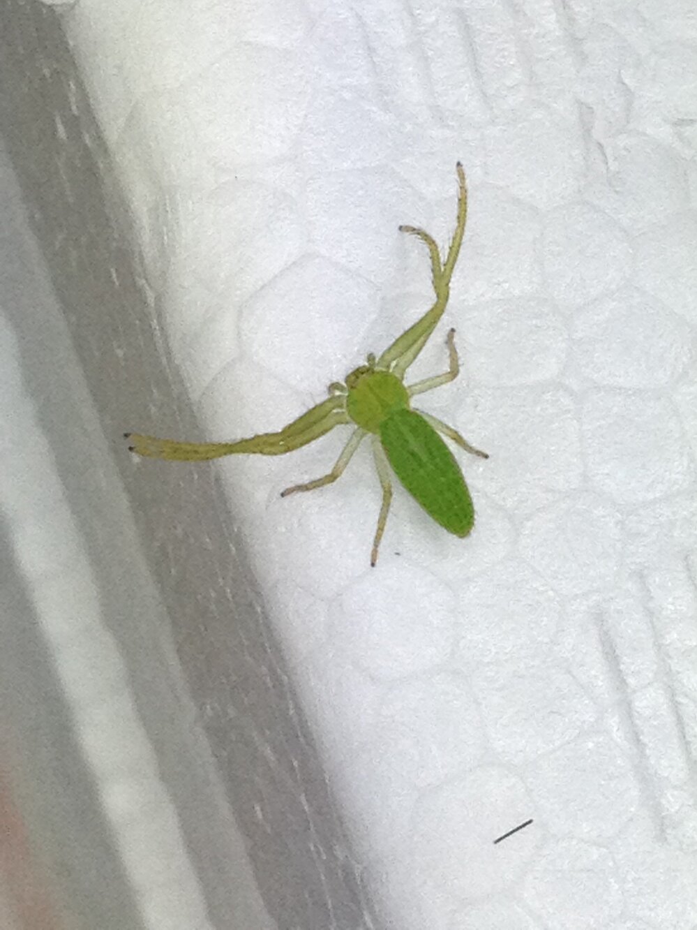 カブトムシとダンゴムシ今子供がダンゴムシに夢中で飼い始めました 保育園で Yahoo 知恵袋