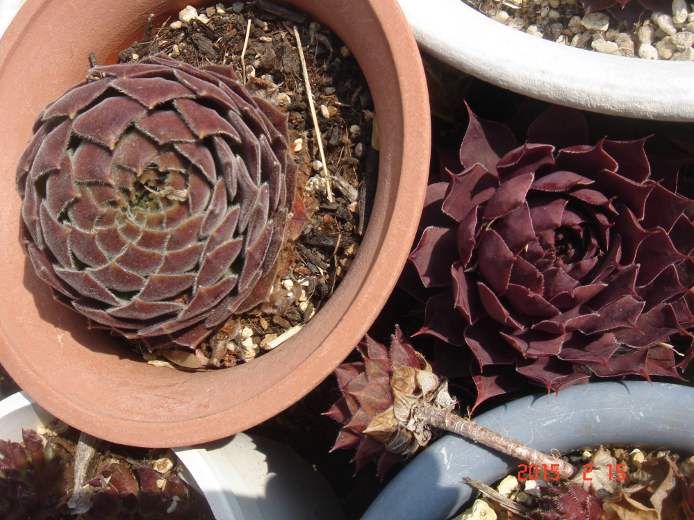 センペルビウム初心者です 葉がスカートのように下を向き根が浮いてきている Yahoo 知恵袋