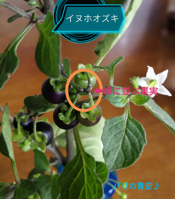 この植物は何ですか アメリカイヌホオズキです 果実が一点を中心に傘 Yahoo 知恵袋