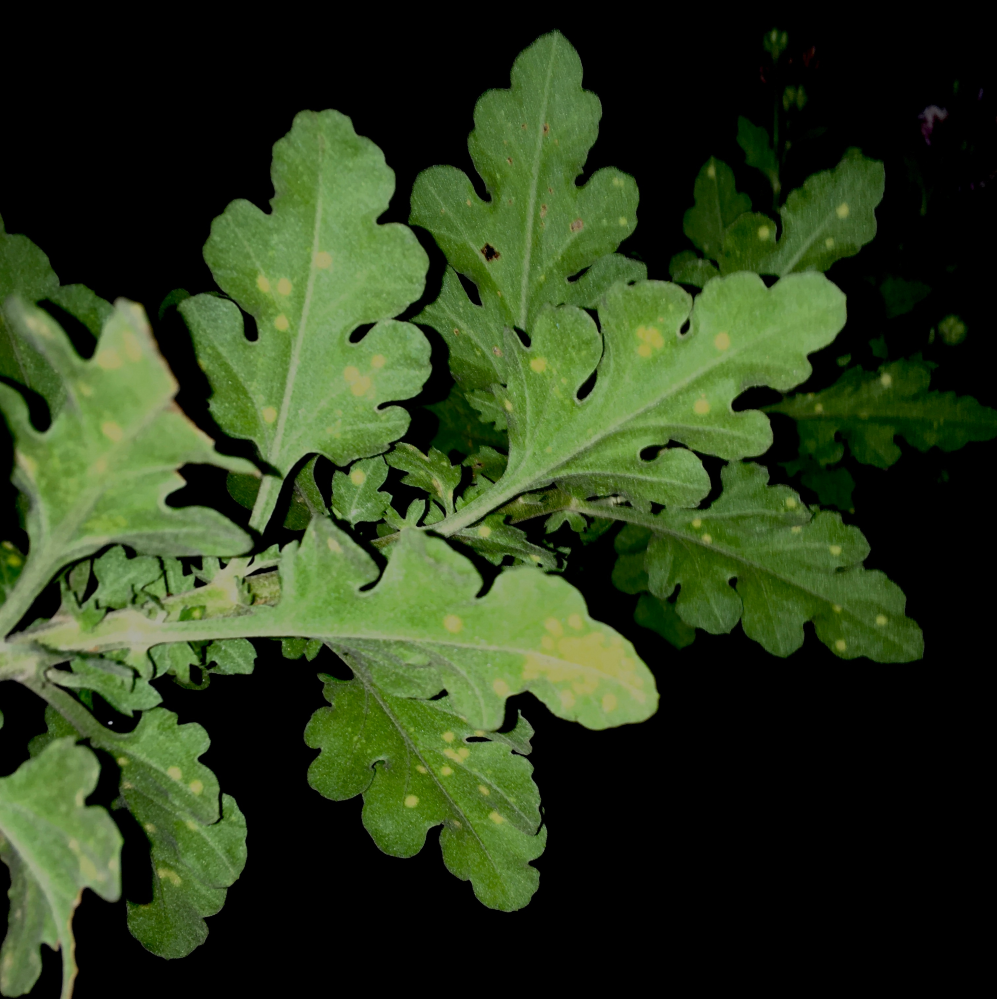 菊の葉が黄色くぽつぽつしています これは何ですか 葉っぱ Yahoo 知恵袋