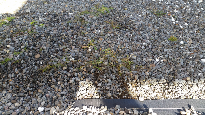 防草シートの上に砂利をしいて 雑草が生えてこない様にしていたんですが 1 Yahoo 知恵袋