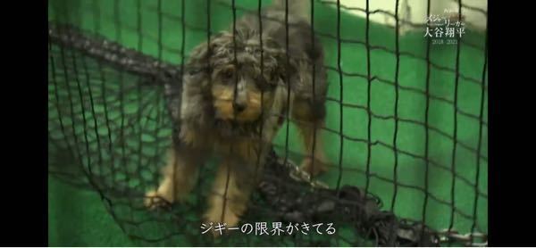 大谷翔平のトレーナーの愛犬のジギーの犬種知っている方がいらっし Yahoo 知恵袋