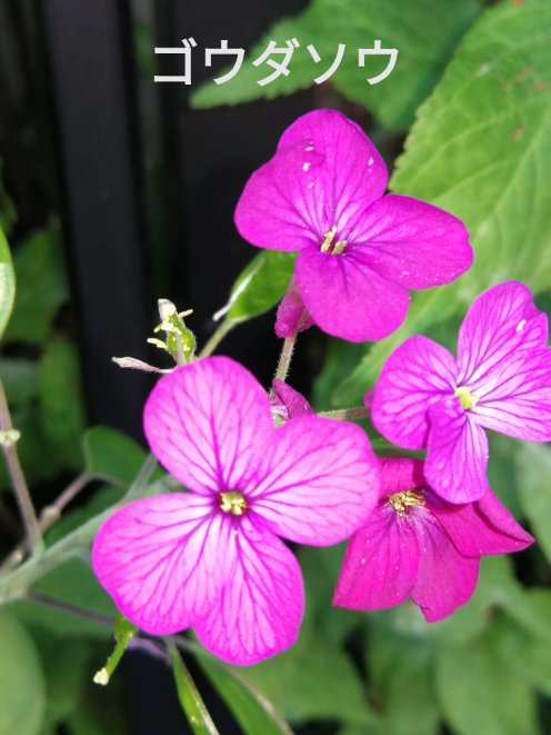 花弁が4枚で紫色の花って例えばどんな花がありますか あと ムスカリと同じ Yahoo 知恵袋