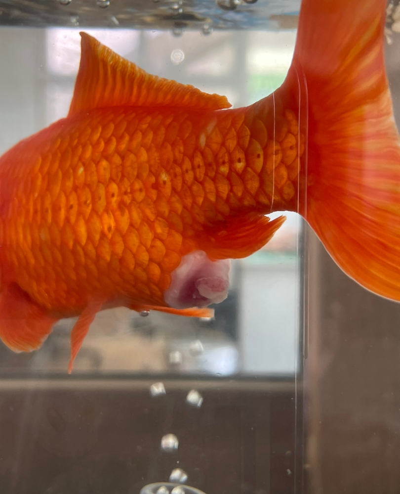 急募 飼っている金魚のおしりから白いものが出ているようなのですが こ Yahoo 知恵袋