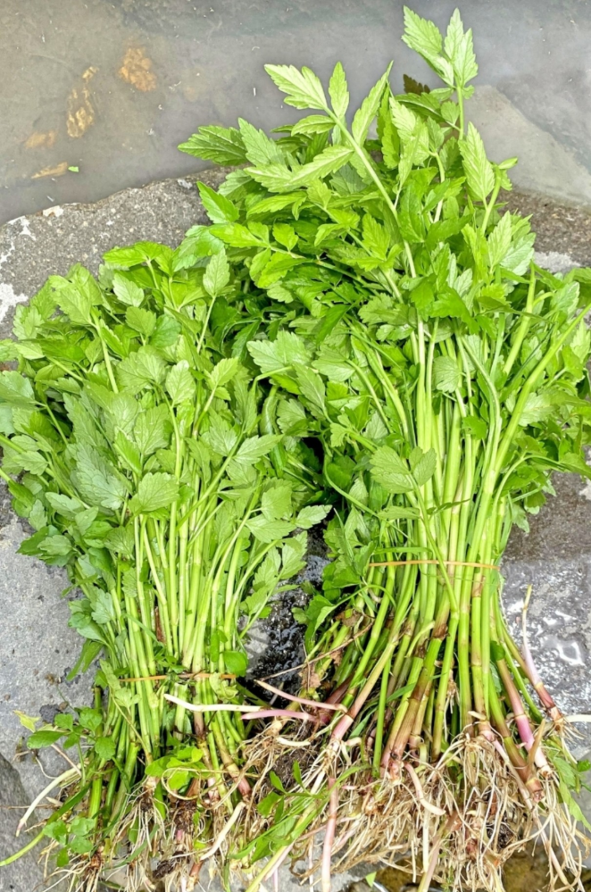 これはセリですか セリに見えます ドクゼリは見たことがないので 葉 Yahoo 知恵袋