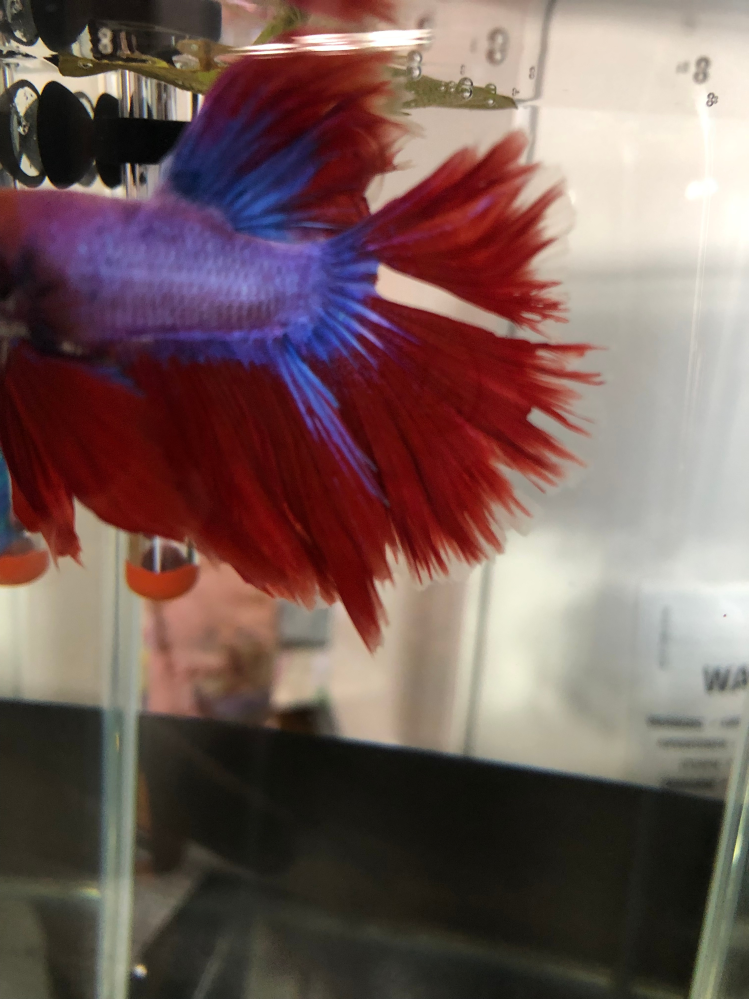 ベタの事でお願いします自切をしておりヒレの再生の為塩浴させてい Yahoo 知恵袋