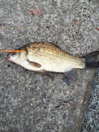 この魚はマブナでしょうか ヘラブナでしょうか ヘラじゃな Yahoo 知恵袋