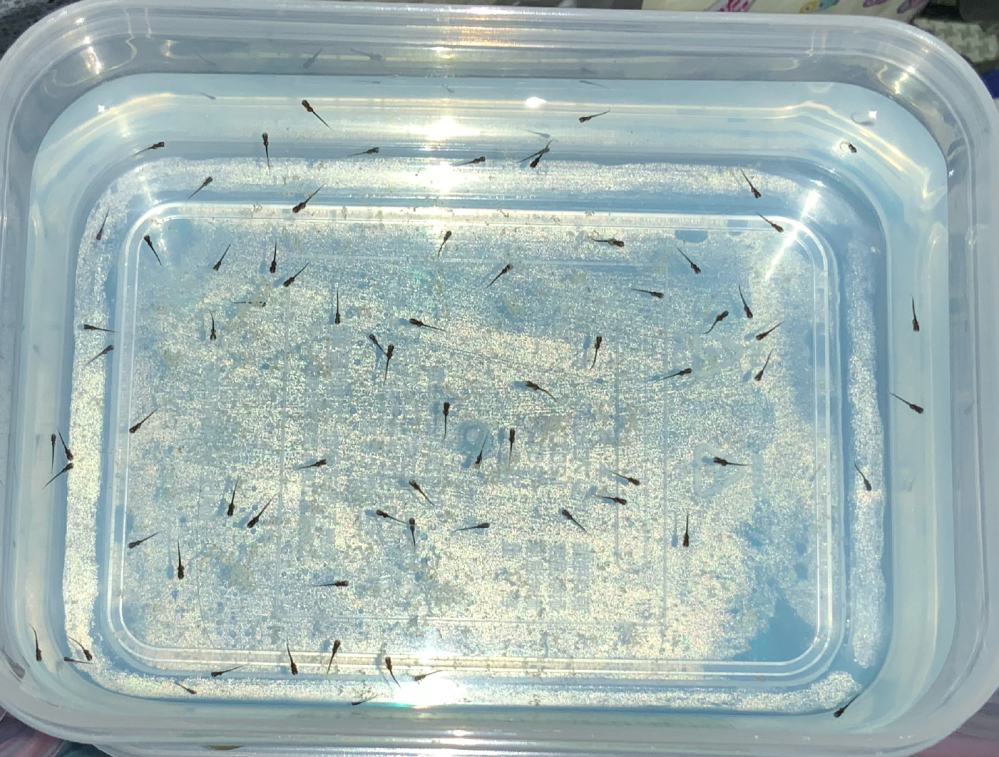 夜桜メダカの稚魚の色について 夜桜メダカの黒系の稚魚や針子は何色ですか Yahoo 知恵袋