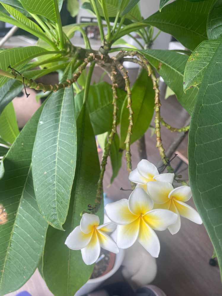 譲り受けたプルメリアの木 約2mの鉢植え の花芽がぐにゃっと伸 Yahoo 知恵袋