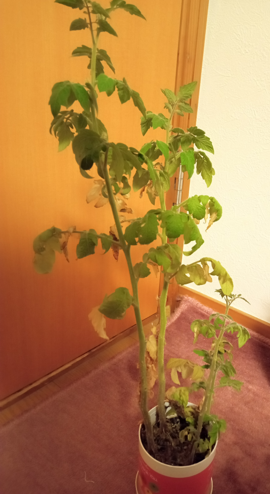 3月頃に植えたミニトマトに花が咲かないのですがどうすればいいか分かる方教 Yahoo 知恵袋