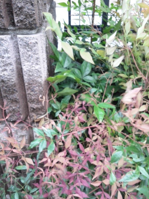 主人が庭に植えていた南天の木の葉っぱを1枚残らず切ってしまいま Yahoo 知恵袋