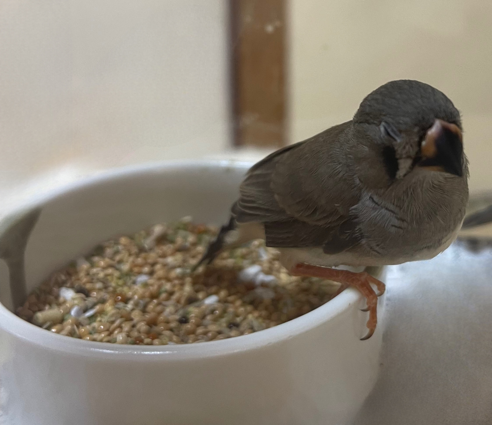 こんにちは キンカチョウについての質問です 7月初旬生まれの子 Yahoo 知恵袋