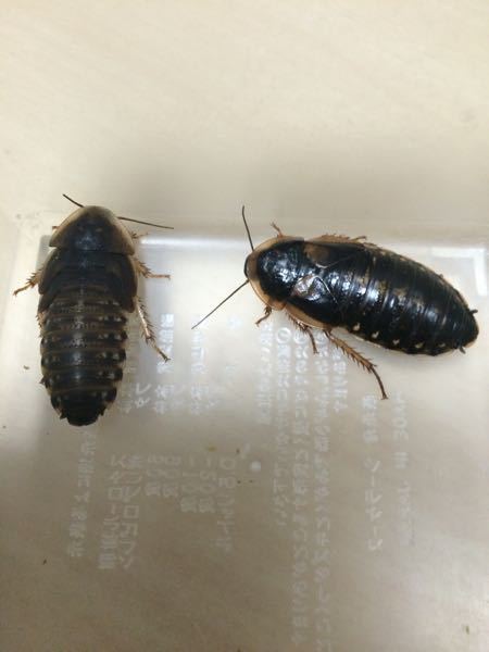 このデュビアは成長ですか まだ幼虫です 見た感じ 成虫になる一歩手 Yahoo 知恵袋