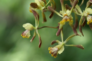 コウモリラン ビカクシダ の花が咲くまでにはどのくらいかかるのでしょうか Yahoo 知恵袋