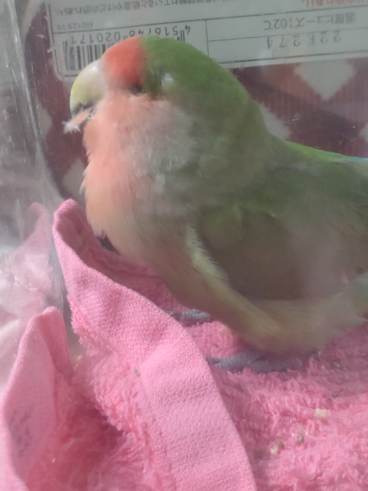 コザクラインコを里子でお迎えしましたが 片目がつぶれてます ショップに入 Yahoo 知恵袋