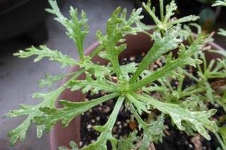 これは うどん粉病ですか マーガレットの葉っぱが白っぽくなっていま Yahoo 知恵袋