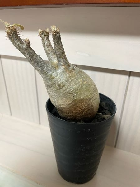 グラキリスの現地球が少し柔らかったので水をやってしまいました