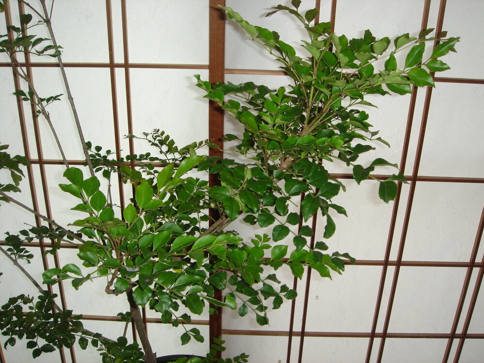 シマトネリコの種は飛ぶのか 近所にシマトネリコを植える人 Yahoo 知恵袋