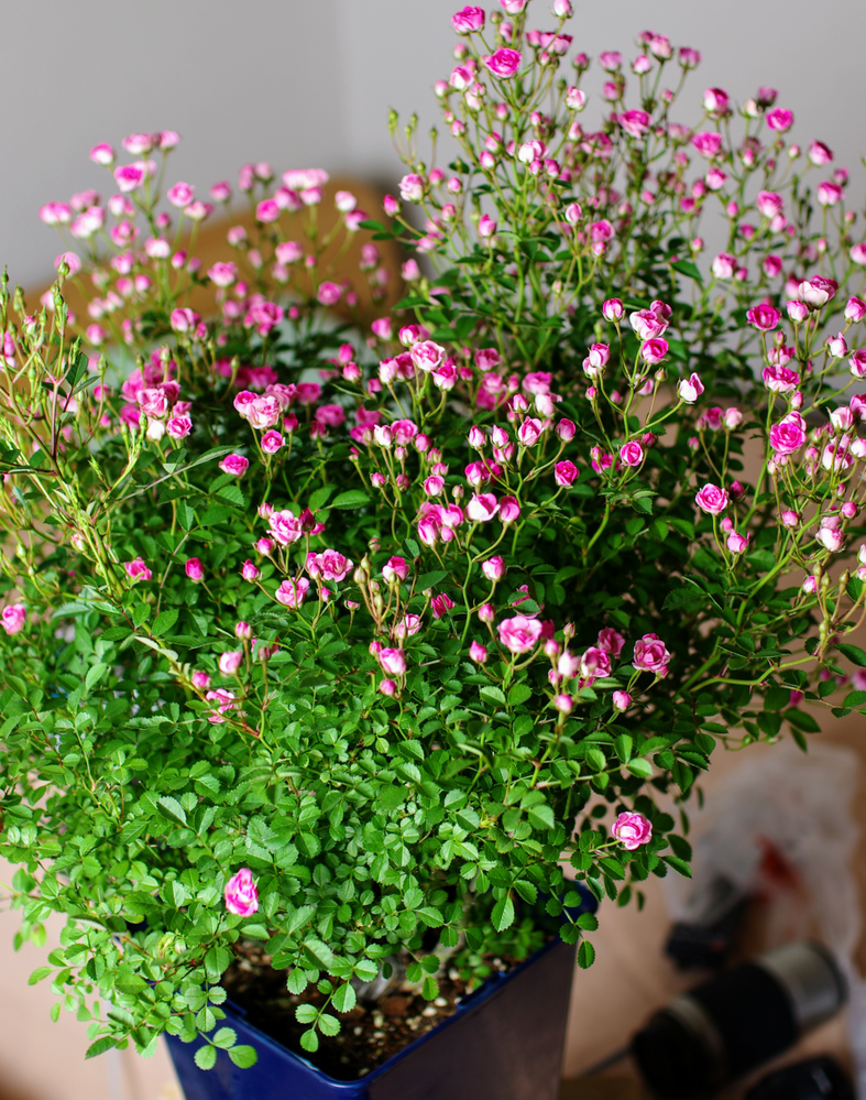 バラの鉢の水やりのタイミングは あまり水をやりすぎてはいけ Yahoo 知恵袋