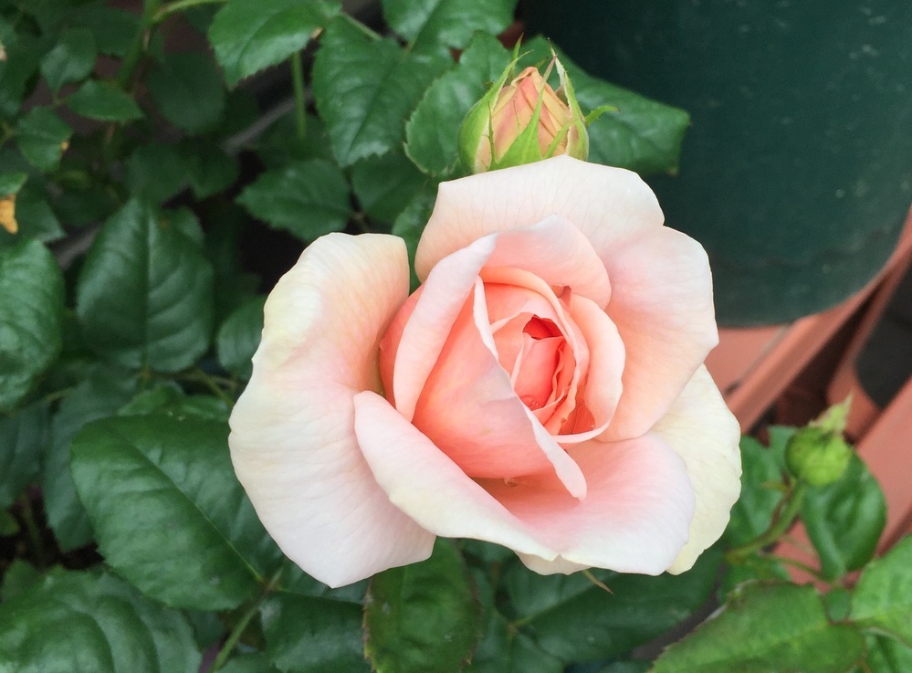 オレンジ系のオススメ薔薇を教えてください 初心者向け 病気 Yahoo 知恵袋