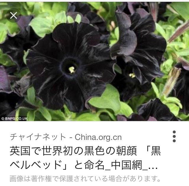 アサガオの品種で最も花色が黒いものってなんですか 黒いアサガオと黄色 Yahoo 知恵袋