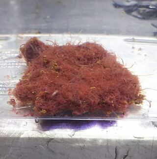 スジエビってイトミミズを食べますか メダカの稚魚がいるバケツに イトミミズ Yahoo 知恵袋