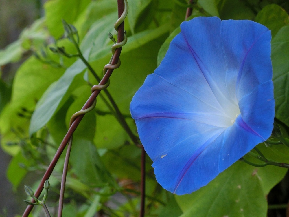 朝顔がどんどん枯れてしまいます ヘブンリーブルーという種類の朝顔を毎年種か Yahoo 知恵袋