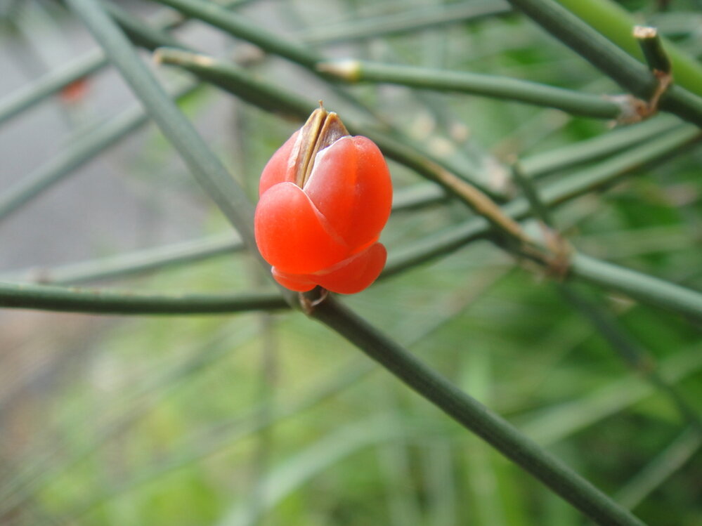 裸子植物と被子植物の区別がいまいちよくわかりません キウイってど Yahoo 知恵袋