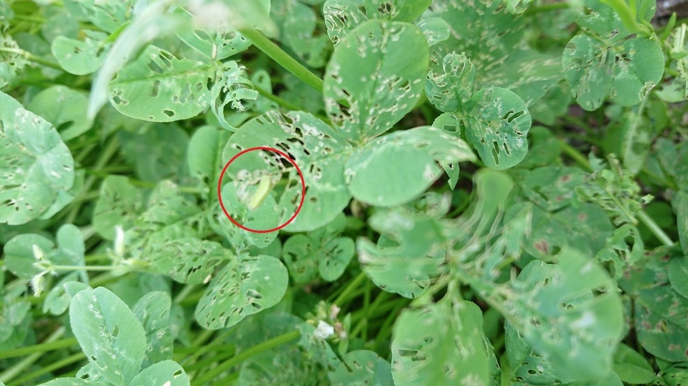 クローバーが相当食べられてます 犯人は 小さくて透き通った緑の虫 写真の赤 Yahoo 知恵袋