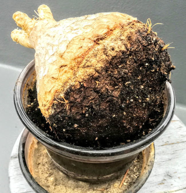 トックリランですが 昨年春 葉が全部なくなり枯れたのかなーと一時 Yahoo 知恵袋