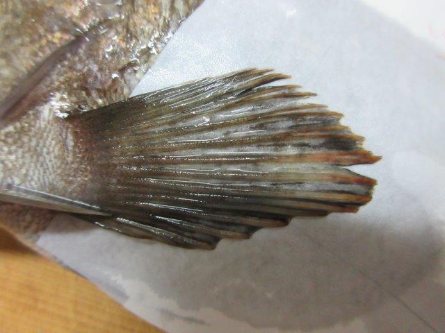 メバルです だと思います 釣ったときは気にしなかったのですが上と下の Yahoo 知恵袋