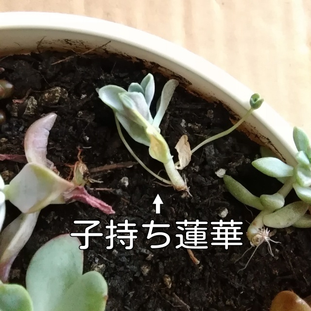 多肉植物のカット苗が発根しないのがあります 多肉植物初心者です Yahoo 知恵袋