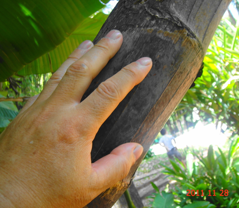 オーガスタって大きくなり過ぎたら切り戻し出来ないですか 何年も立 Yahoo 知恵袋