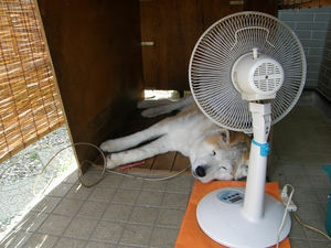 夏の犬小屋 暑さ対策に ソーラー式の扇風機を置いてあげようと Yahoo 知恵袋