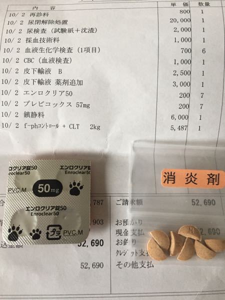 茶トラ、雄猫、2歳の室内飼いです。 - おしっこが今日出てない、性器を 