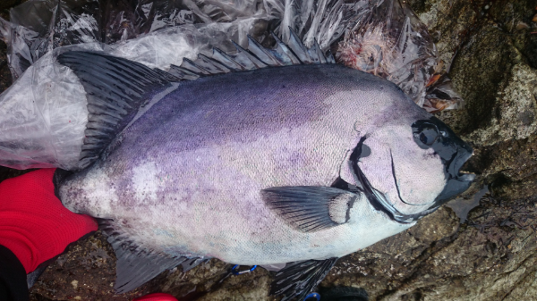 石鯛釣りの冷凍餌 貝 やむき身になって売られてる貝の餌 くわせ赤 Yahoo 知恵袋