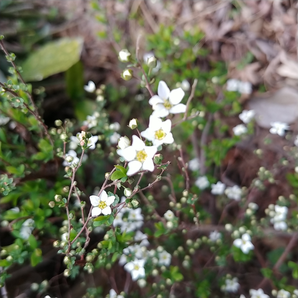 この植物の名前を教えて頂けますか ユキヤナギに似てるのですが 生 Yahoo 知恵袋