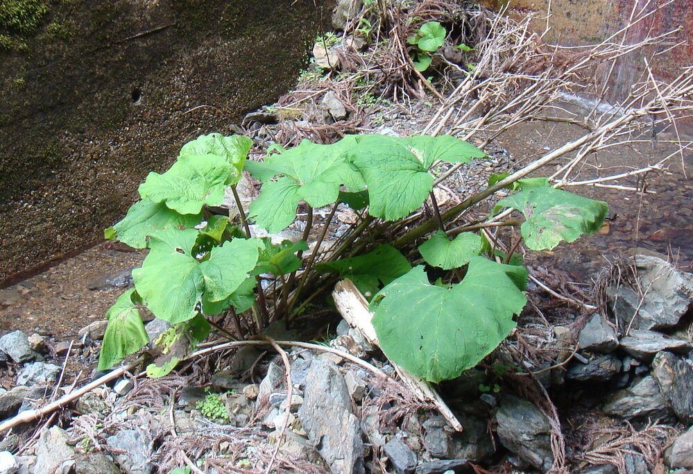 フキに似た植物の名前を教えてください ７月中旬に京都 高雄の山中 Yahoo 知恵袋