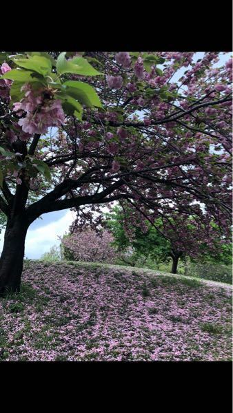 英語に訳してください 八重桜です ピンク色の花びらがいく Yahoo 知恵袋